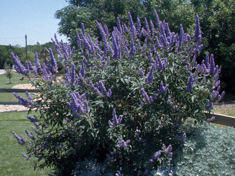 Vitex